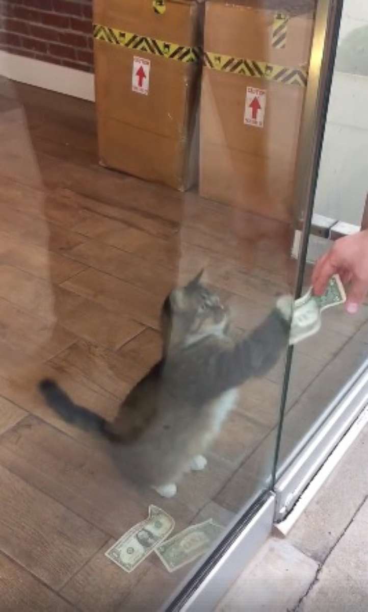 PHOTO: Sir Whines A Lot, also known as the "Cashnip Kitty," snatches dollar bills from locals who offer the money through the slot on the door of GuRuStu, a full service marketing firm in Tulsa, Okla.