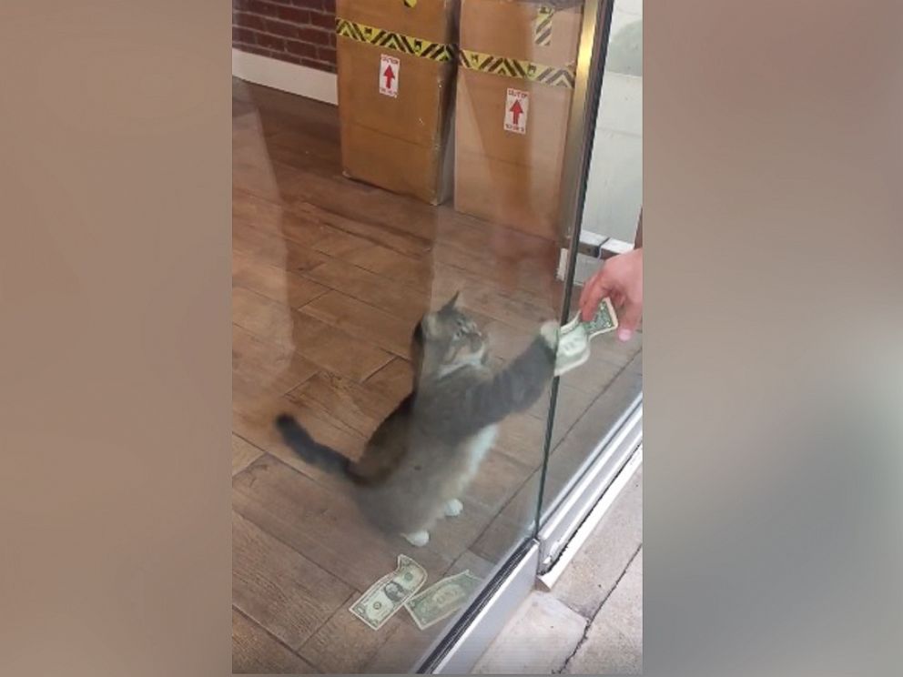 PHOTO: Sir Whines A Lot, also known as the Cashnip Kitty, snatches dollar bills from locals who offer the money through the slot on the door of GuRuStu, a full service marketing firm in Tulsa, Okla.