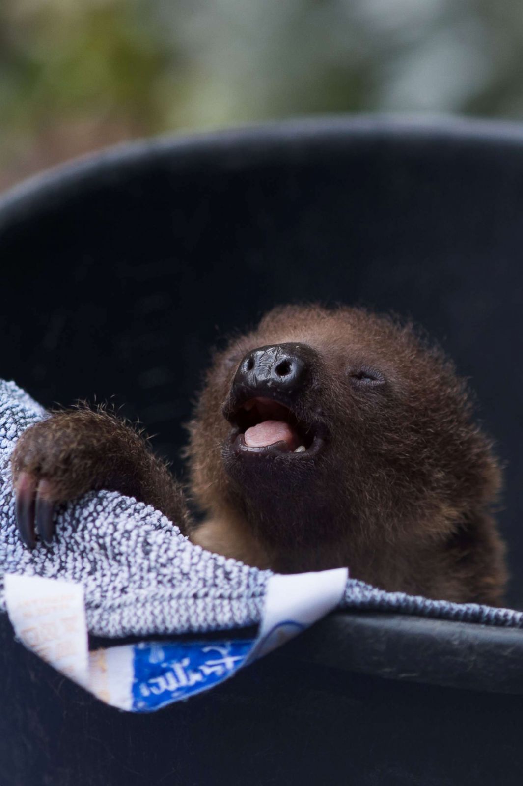 A sloth sits in a bucket at the zoo