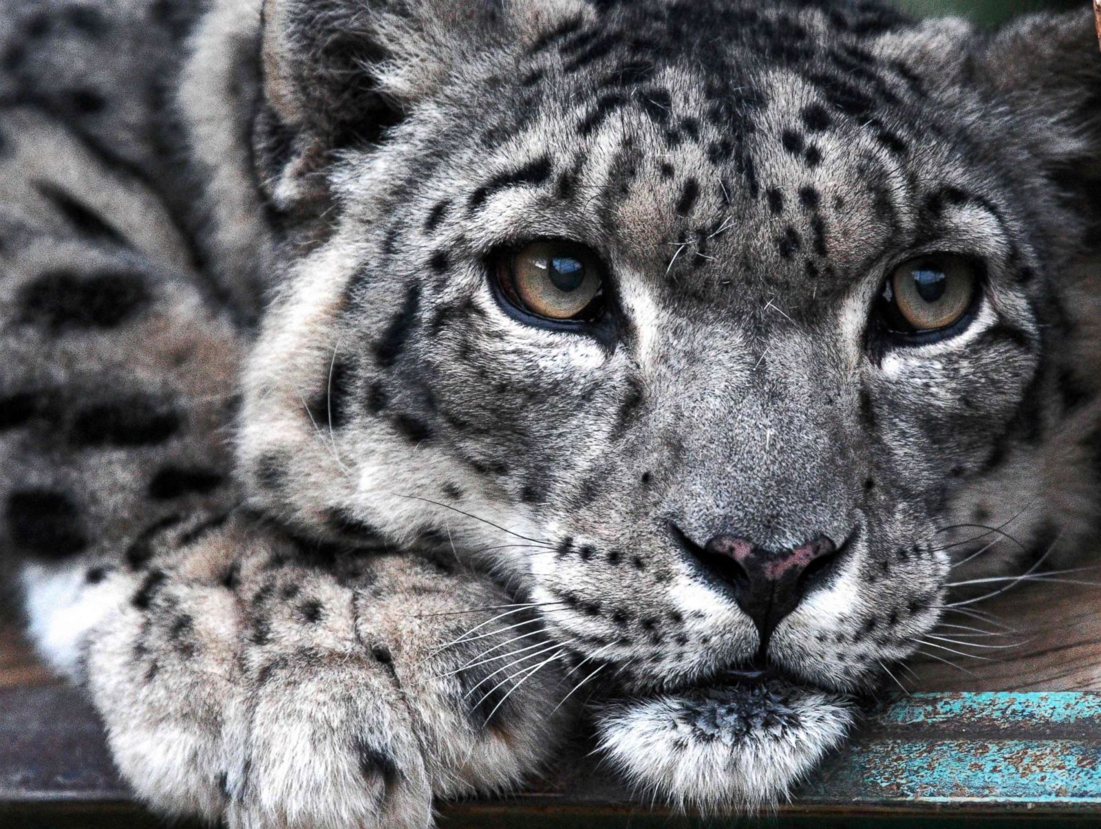 Snow leopard relaxes at a conservation center