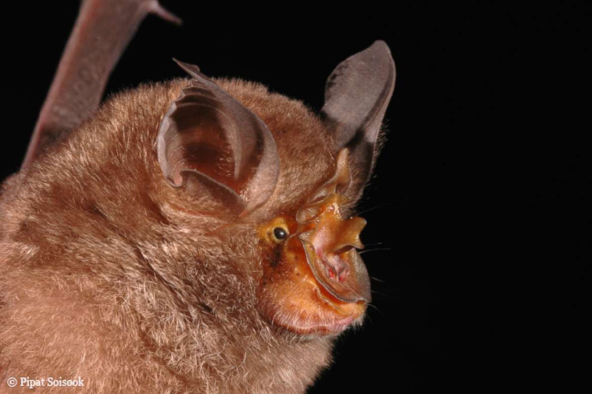 PHOTO: The Rhinolophus monticolus or Horseshoe bat was discovered in Thailand and is one of the 115 new species discovered by scientists in the Greater Mekong region in 2016.