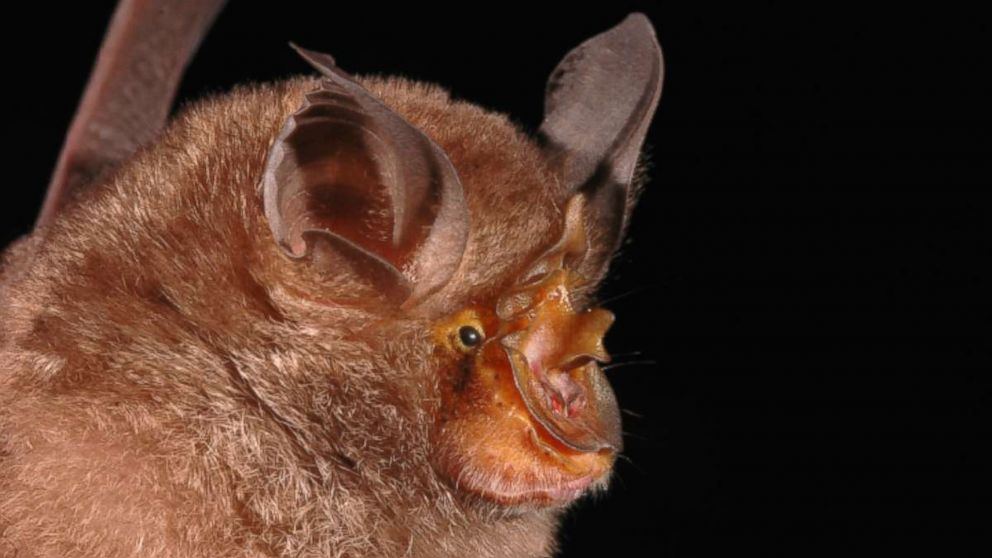 The Rhinolophus monticolus or Horseshoe bat was discovered in Thailand and is one of the 115 new species discovered by scientists in the Greater Mekong region in 2016.
