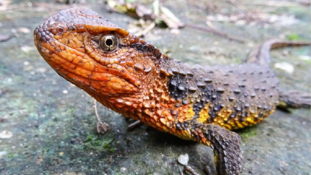 PHOTO: A Vietnamese crocodile lizard named Shinisaurus crocodilurus vietnamensis was discovered in Vietnam. 