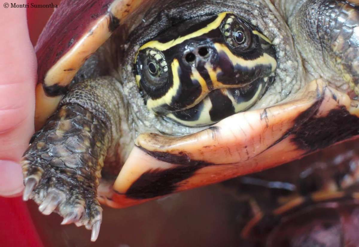 PHOTO: A snail-eating turtle named Malayemys isan was found at a market in the northern Thai city of Udon Thani. 