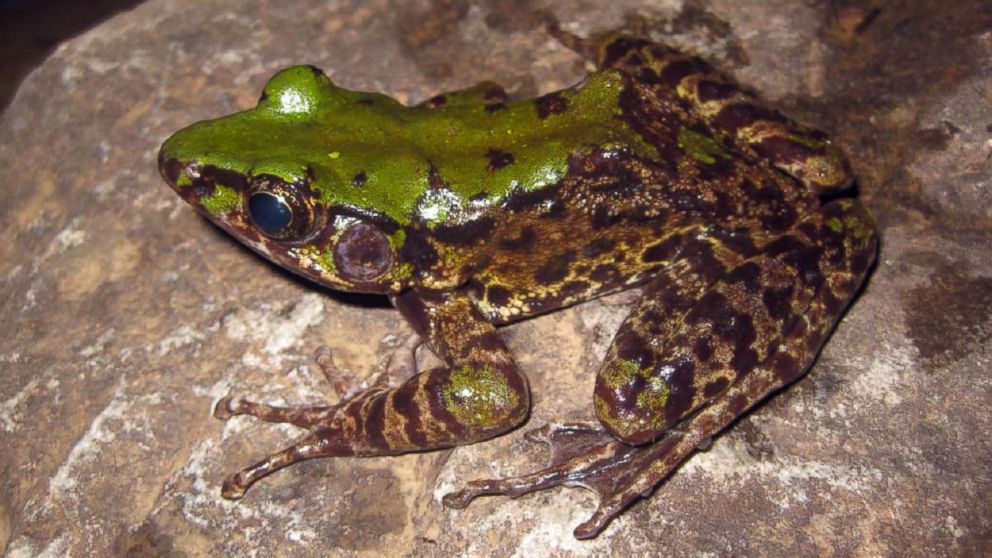 PHOTO: A new frog breed named Odorrana mutschmanni was found in a forest in Vietnam. The frog was among more than 100 new species discovered in the ecologically diverse but threatened Mekong region last year.