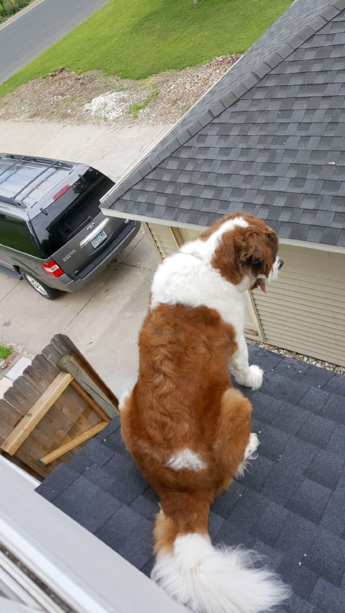 PHOTO: A 180-pound Saint Bernard named Whiskey was rescued by the fire department from the roof of his Minnesota home.