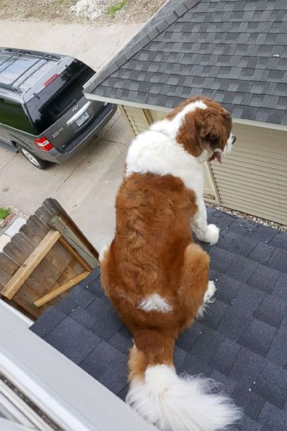 st bernard carrying whisky