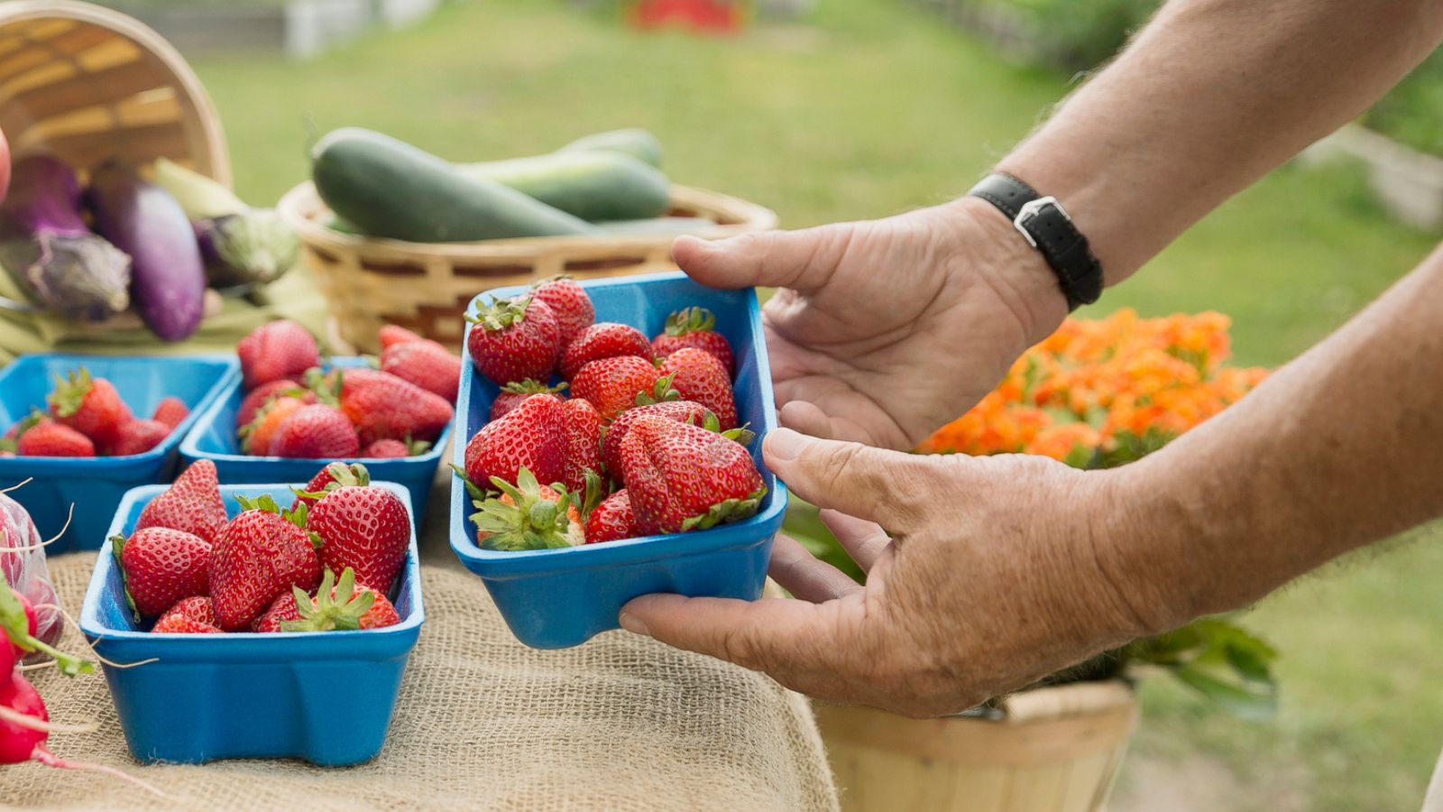 PHOTO: A farmer is pictured checking fresh strawberries at farmers market stall in this undated stock photo.