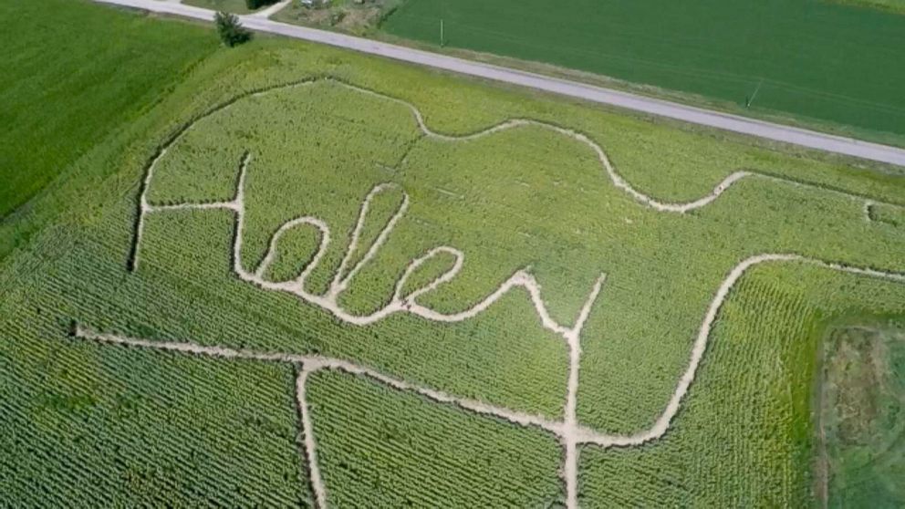 PHOTO: Matt Fauske of Westby, Wis., planted a sunflower maze in the shape of his daughter's signature to honor her after she died.