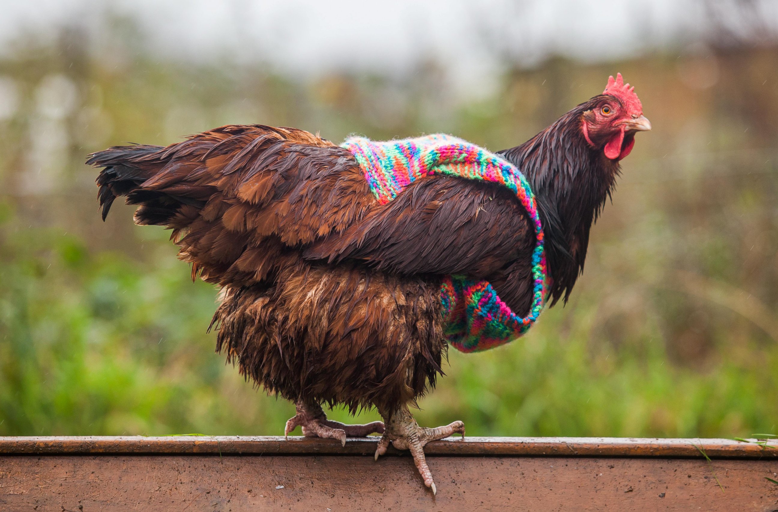 PHOTO: Nicola Congden knits sweaters for chickens to keep them warm. 