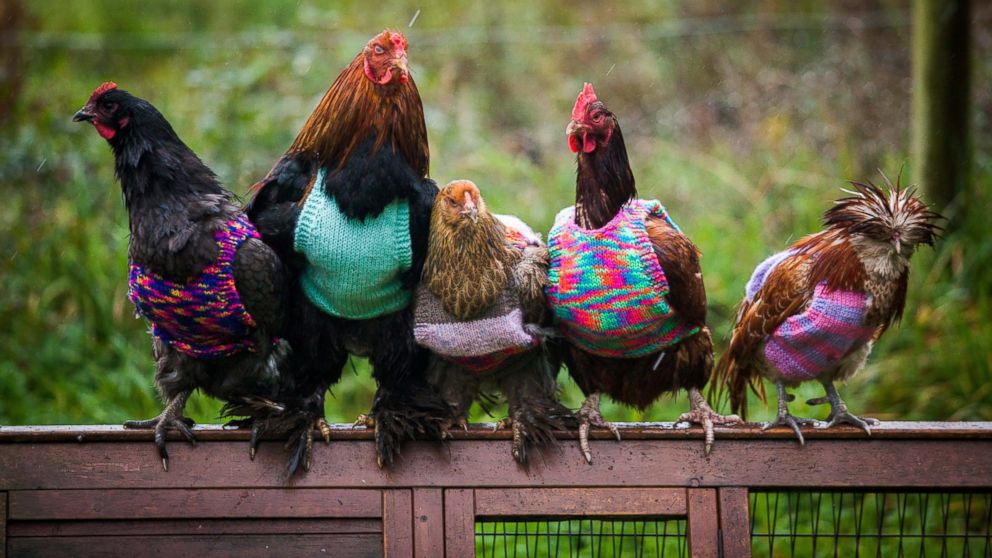 Nicola Congden knits sweaters for chickens to keep them warm. 