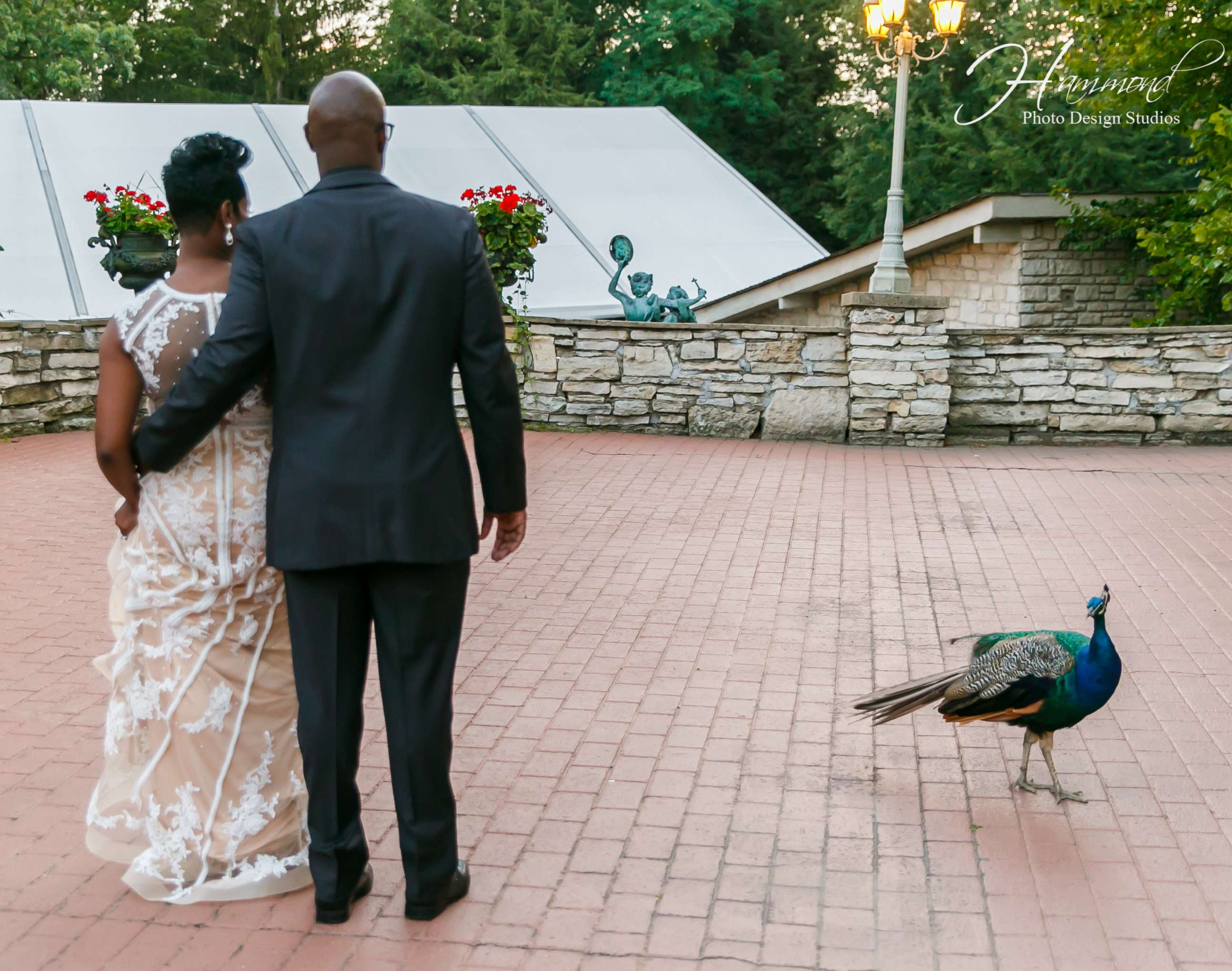 PHOTO: A peacock photobombed the wedding photos of Tamatha and Emile Conway on Aug. 25, 2017 at Meyer's Castle in Dyer, Indiana.