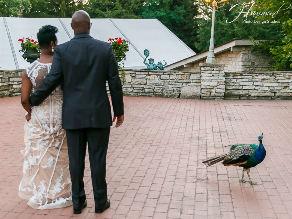 PHOTO: A peacock photobombed the wedding photos of Tamatha and Emile Conway on Aug. 25, 2017 at Meyers Castle in Dyer, Indiana.