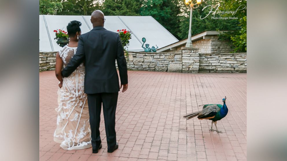 PHOTO: A peacock photobombed the wedding photos of Tamatha and Emile Conway on Aug. 25, 2017 at Meyer's Castle in Dyer, Indiana.