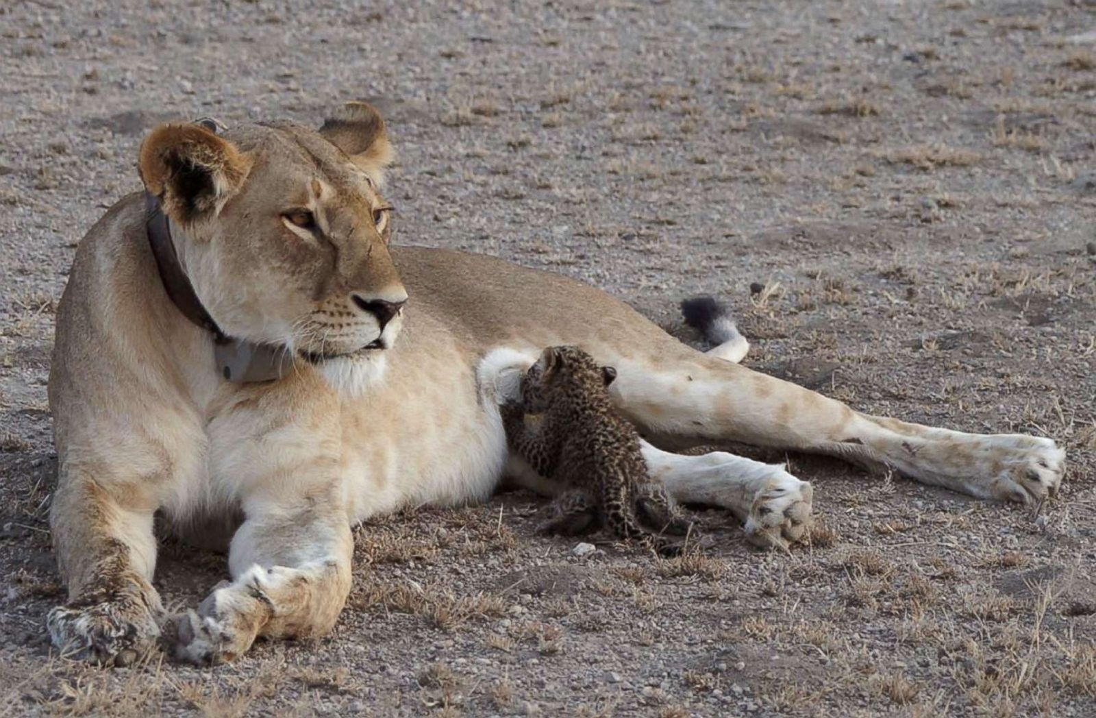 A lion nurses a leopard cub