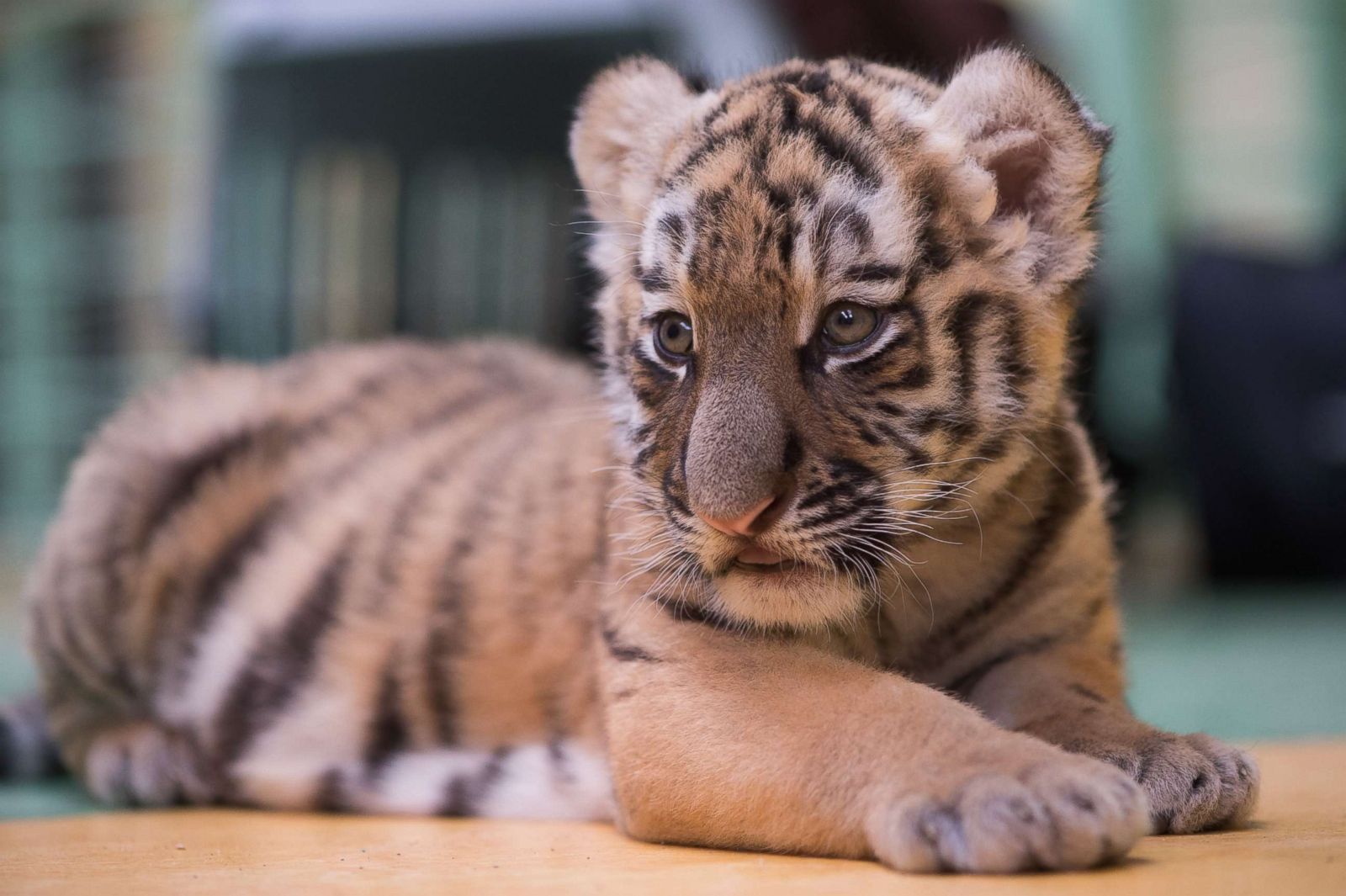 Adorable tiger cub hanging out in the Magdeburg zoo in Germany