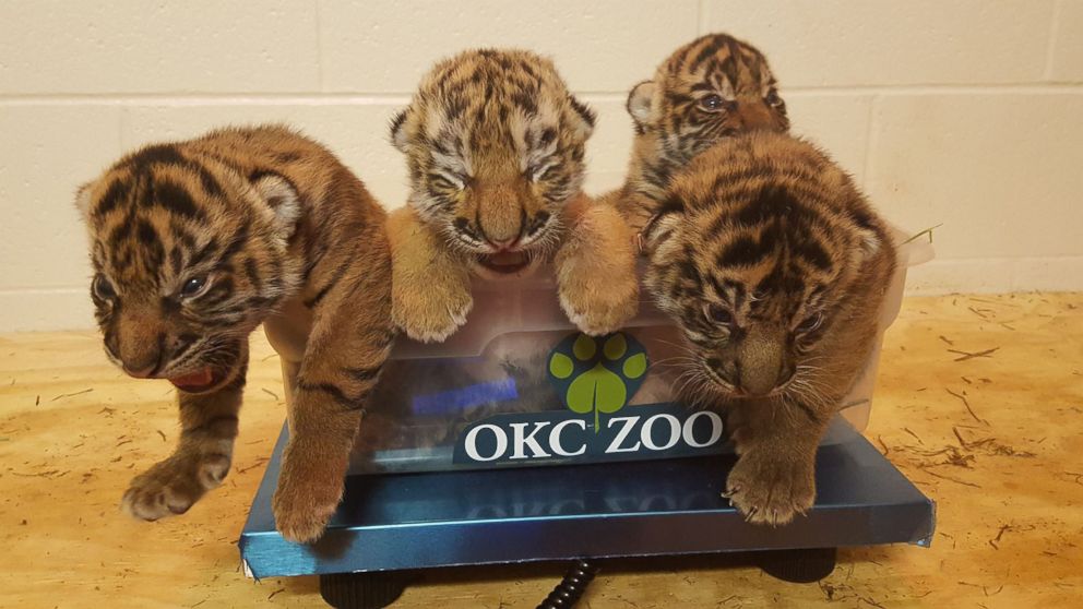VIDEO: Amur tiger cub Zoya was rejected by her mother, so zookeepers decided to cross-foster her with a litter of Sumatran tiger cubs in Oklahoma.