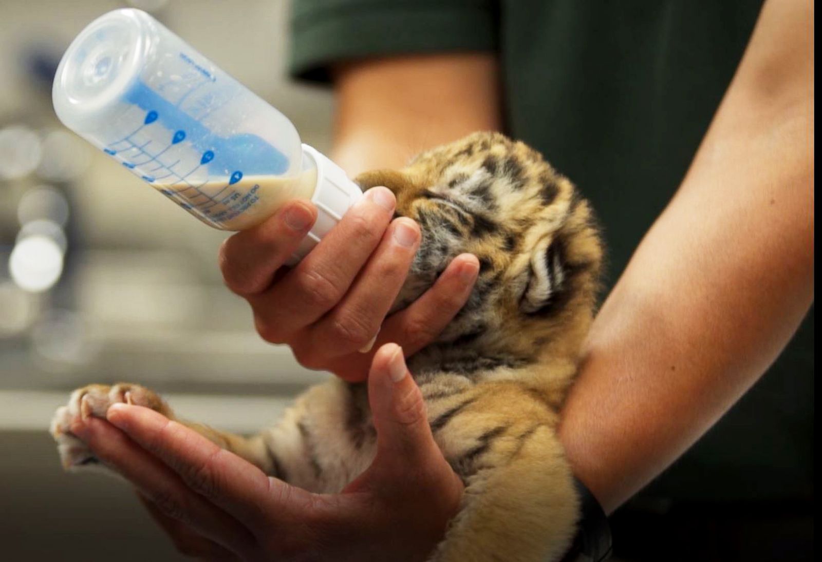 A baby tiger is fed from a bottle 