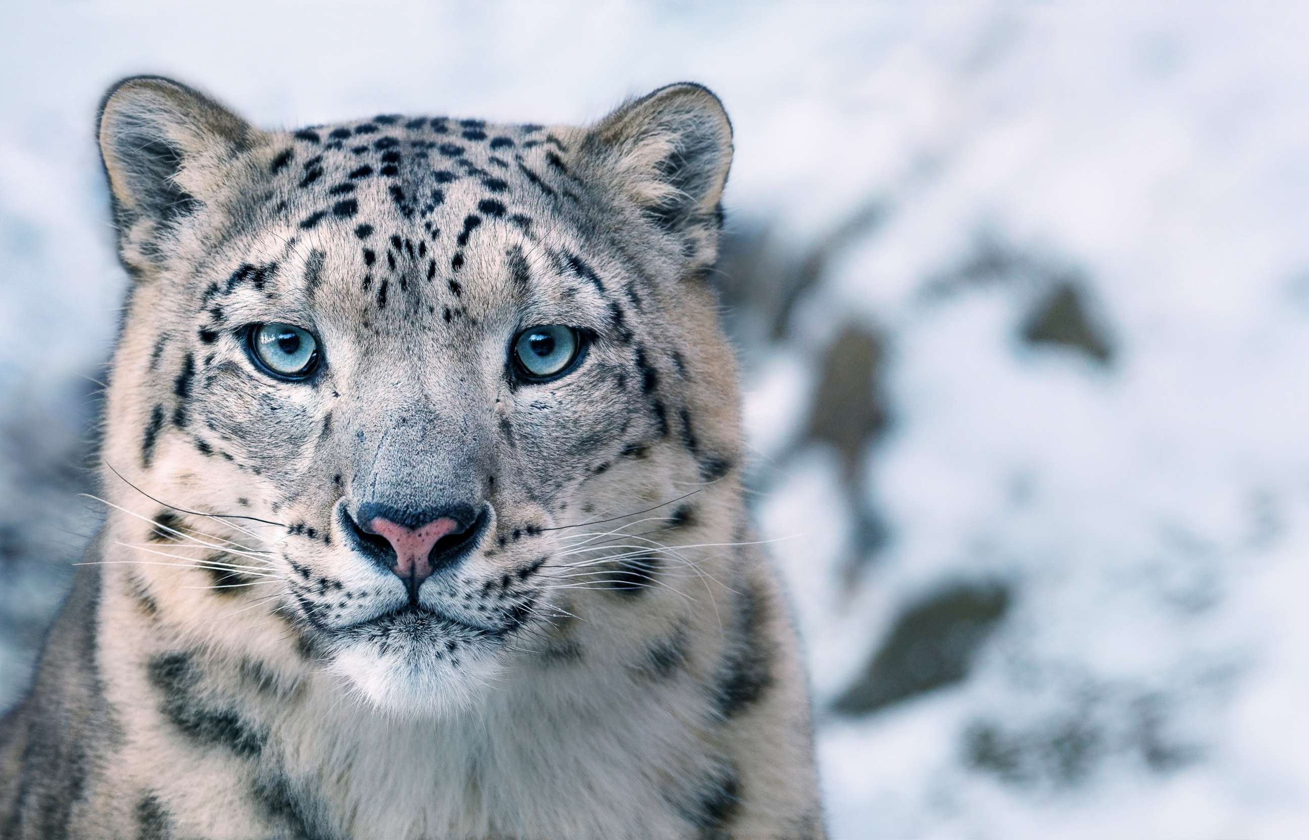 IUCN Snow Leopard Threat Level Endangered Picture 'Endangered