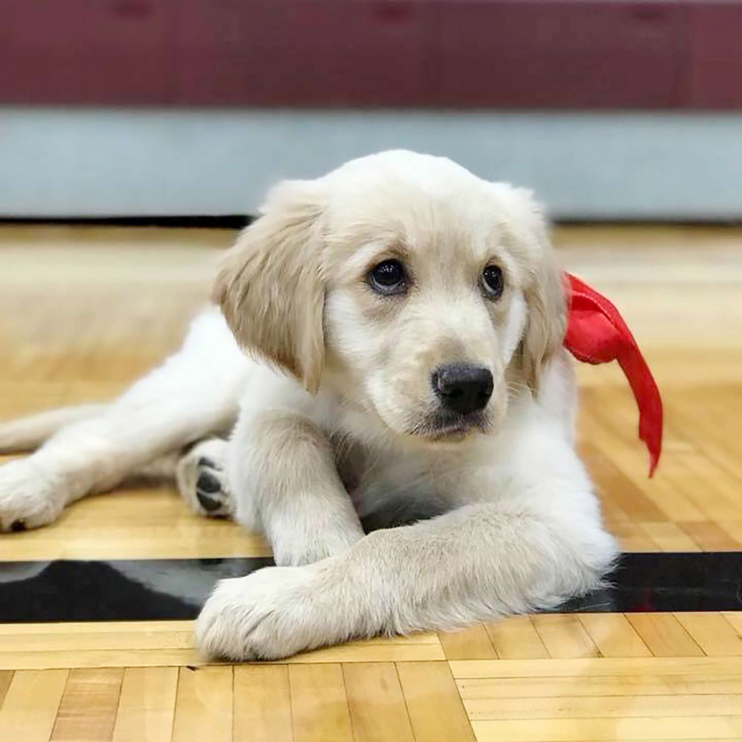 PHOTO: Troy Rogers, a high school teacher, received a puppy, named Clementine, as a gift from his students.