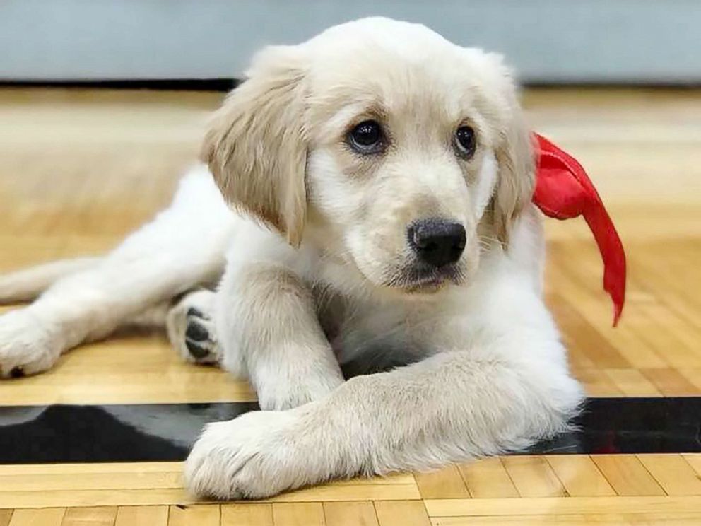 PHOTO: Troy Rogers, a high school teacher, received a puppy, named Clementine, as a gift from his students.