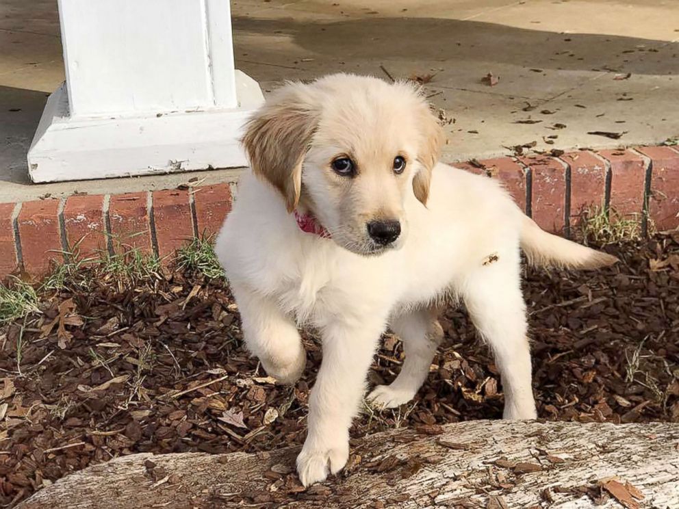 PHOTO: Clementine, a golden retriever puppy, was purchased with donations from high school students.