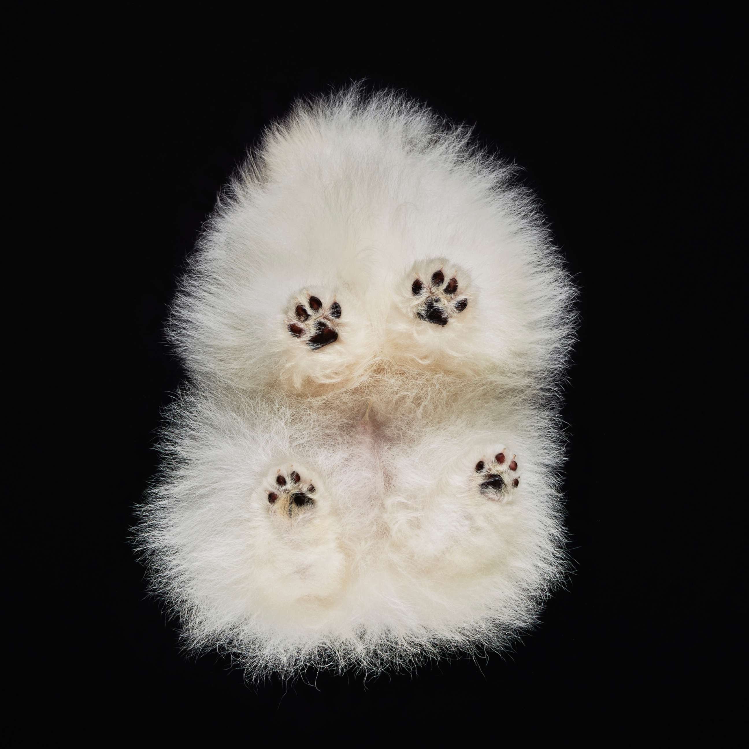 A dog's paws are seen in this photo.


