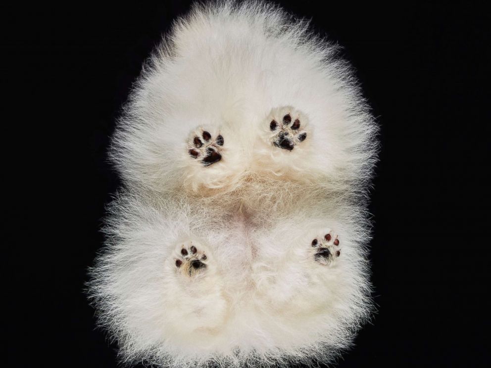 A dogs paws are seen in this photo.