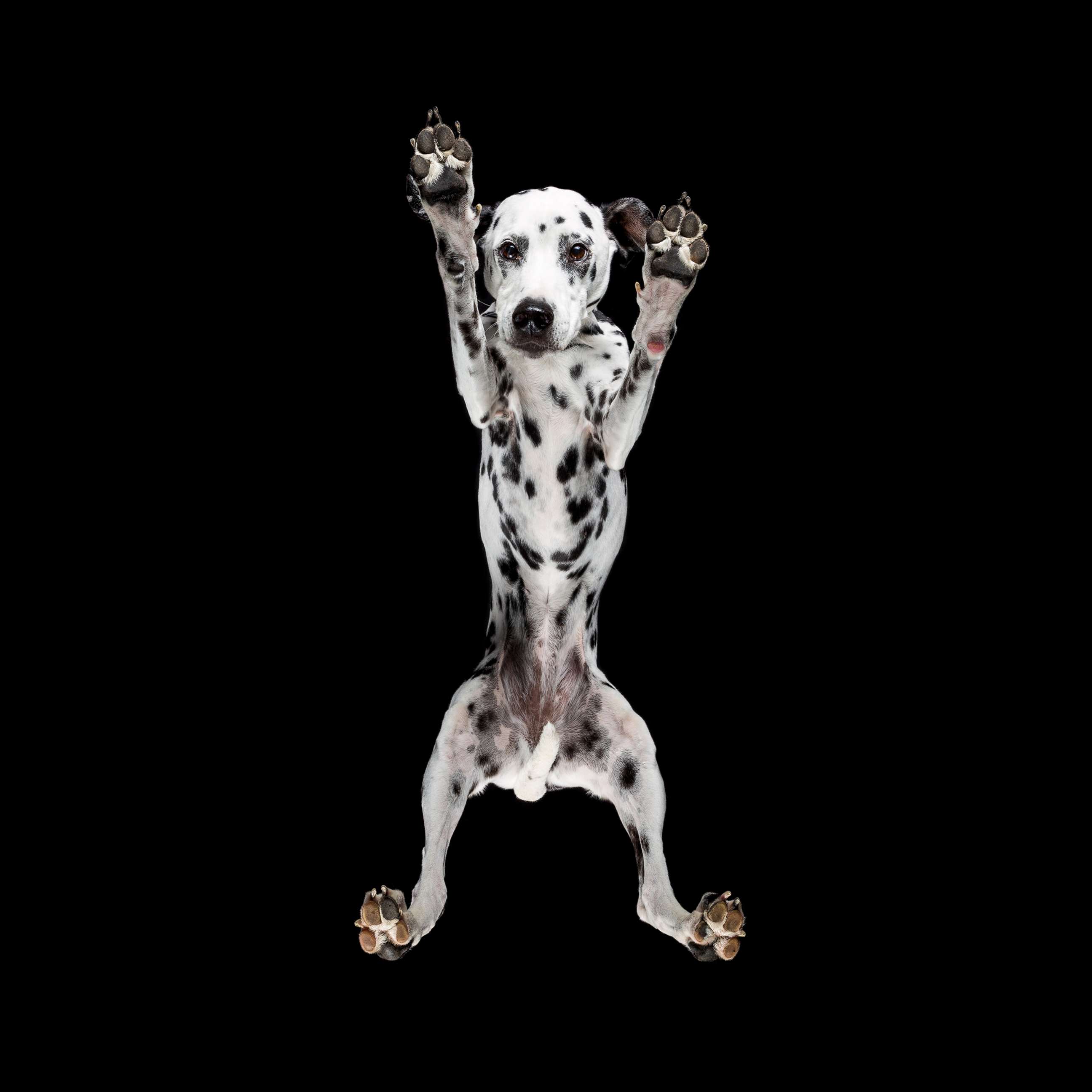 A dalmatian is captured in this photo from the series.