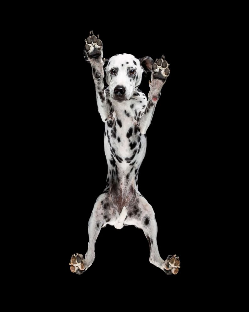 A dalmatian is captured in this photo from the series.