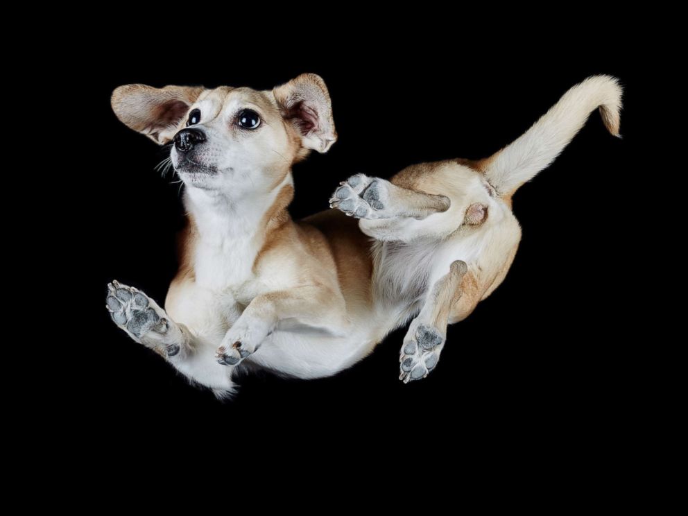 PHOTO: This photo, taken from underneath the dog, shows another side of mans best friend.