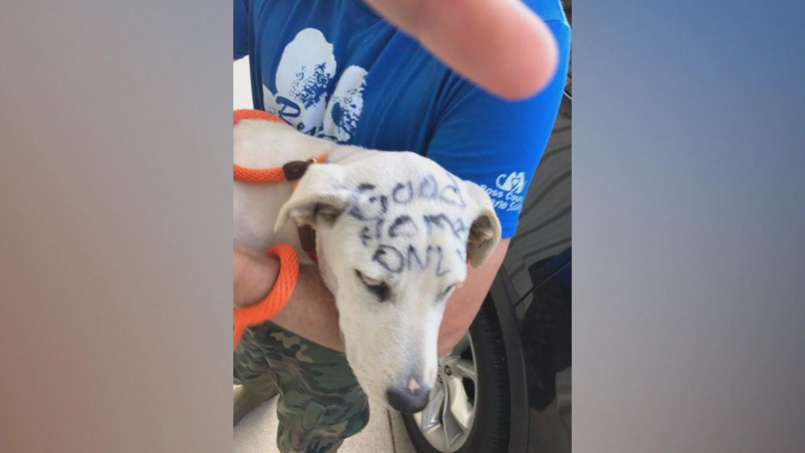 PHOTO: Marvella seen here with the phrase "good home only" written on her face in permanent marker as a Ross County Humane Society worker holds her in Chillicothe, Ohio.
