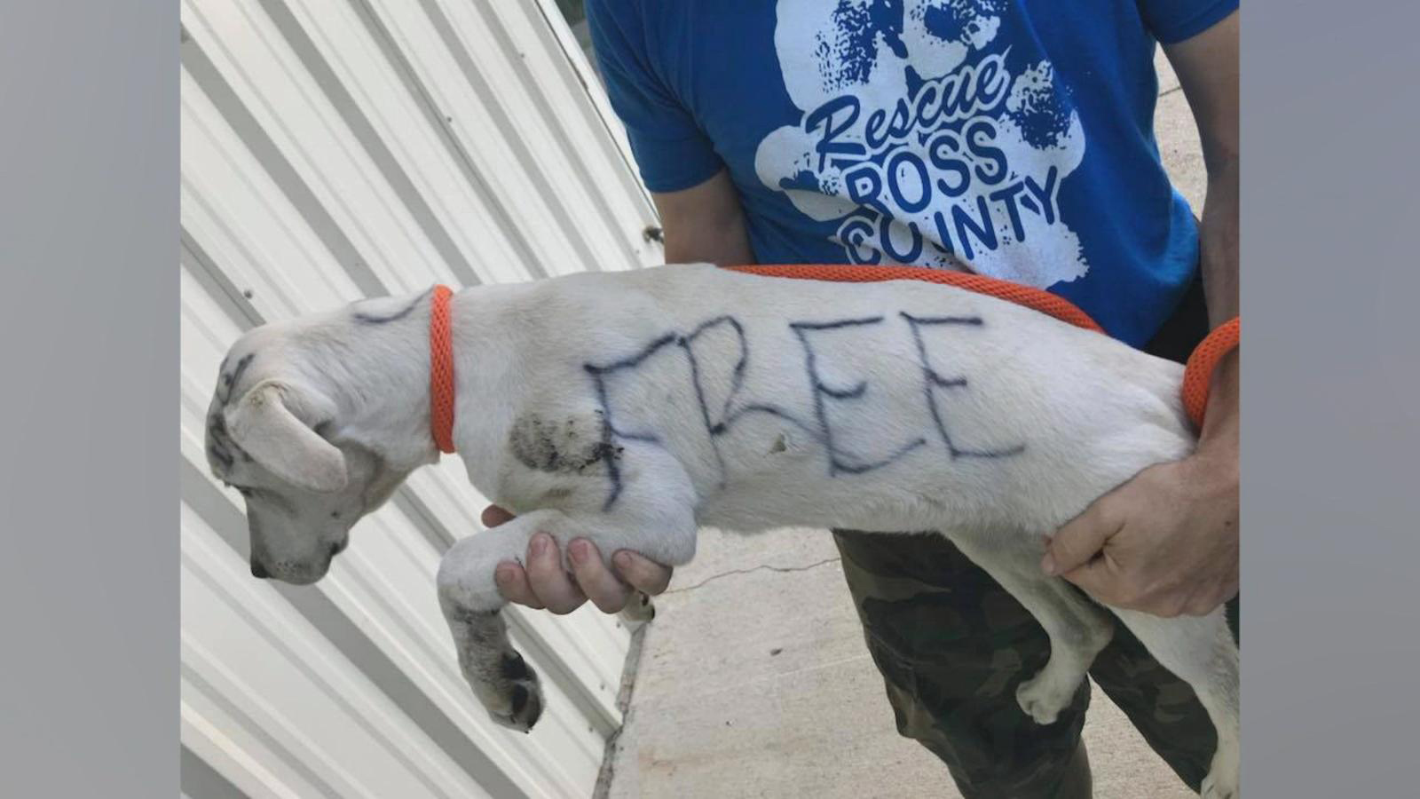 PHOTO: The word "free" is written on Marvella's side in permanent marker as a Ross County Humane Society worker holds her in Chillicothe, Ohio.