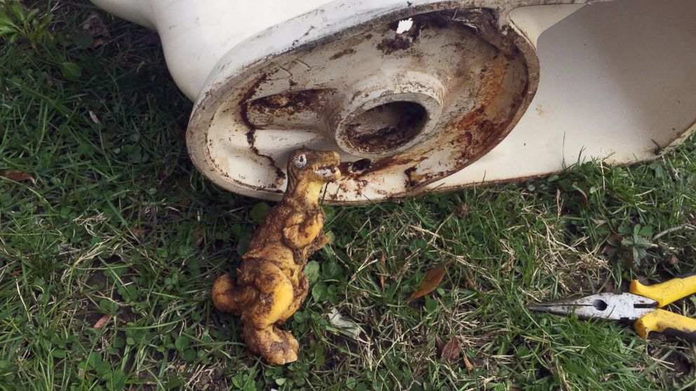 PHOTO: A plumber pulled this toy dinosaur from a commode in North Carolina.