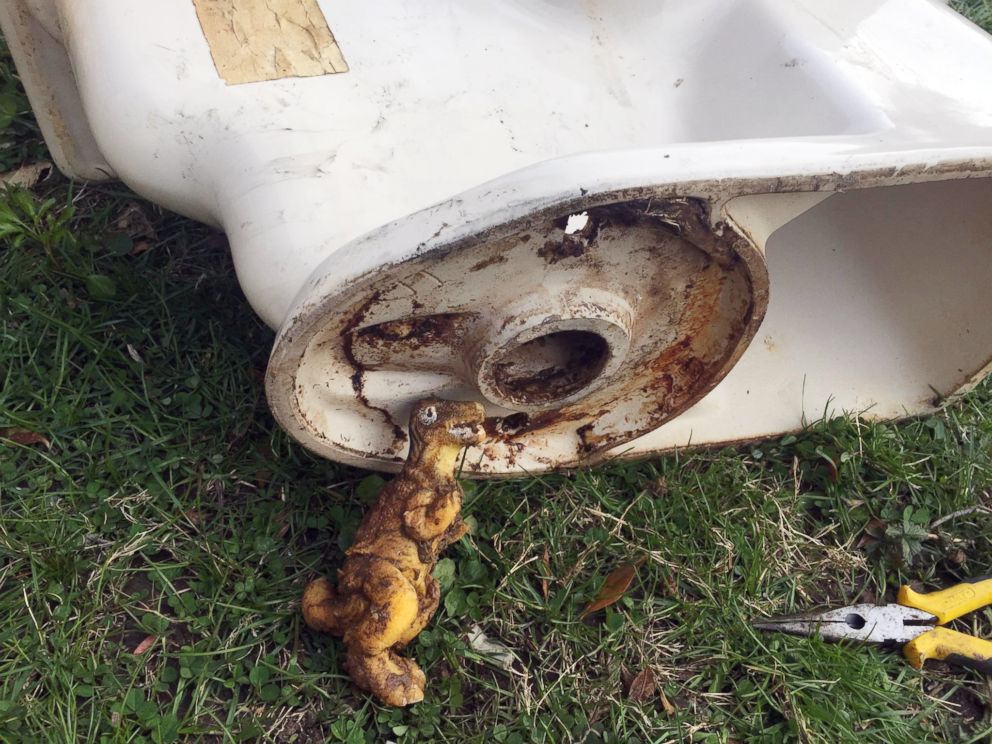 PHOTO: A plumber pulled this toy dinosaur from a commode in North Carolina.