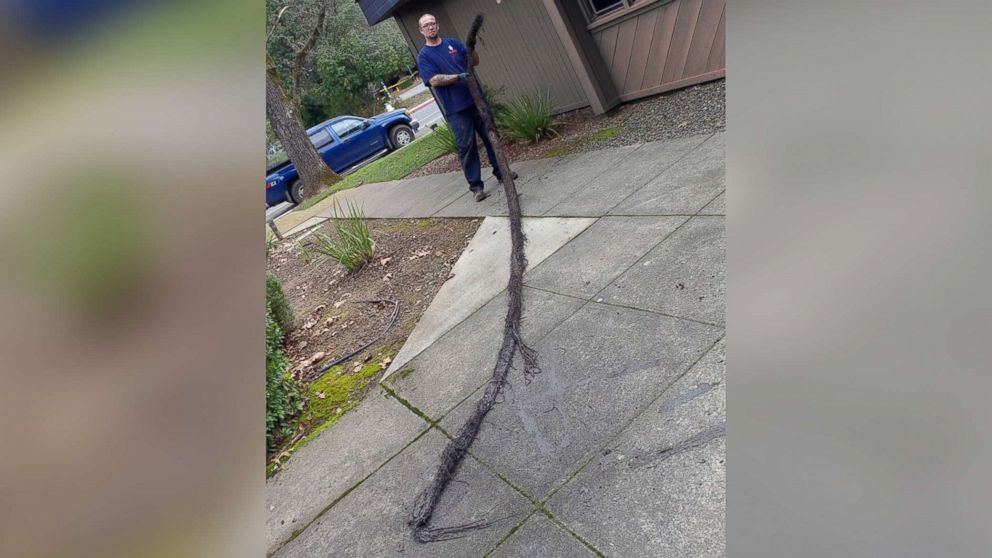 PHOTO: This 12-foot-long mass was found clogging a drain in Spokane, Wash.