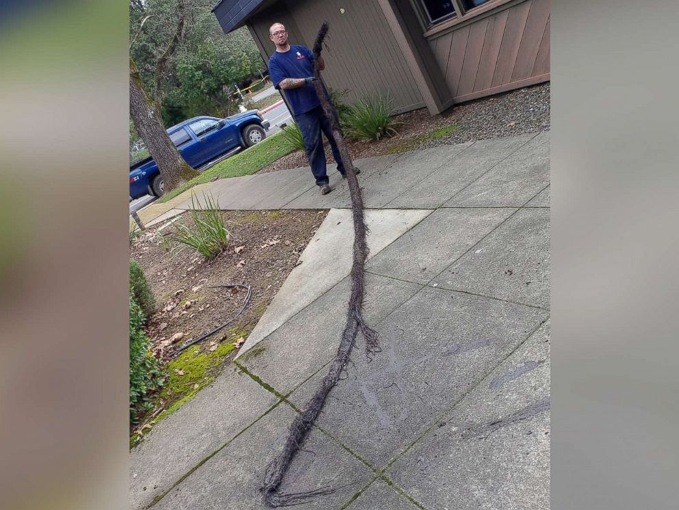 PHOTO: This 12-foot-long mass was found clogging a drain in Spokane, Wash.