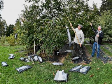 'Tis the season for roasting chestnuts. But in the US, native ones are almost gone