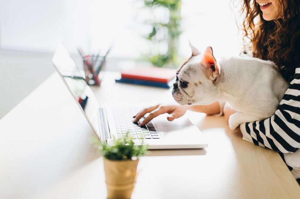 PHOTO: A woman uses her computer while holding her dog in this undated stock photo.