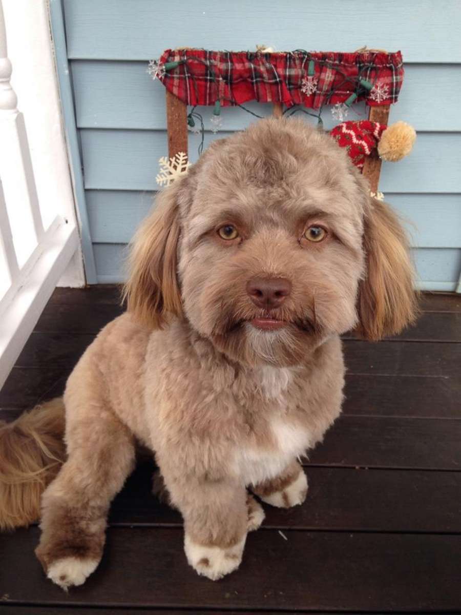 PHOTO: Yogi, a one-year-old shih poo, has become a viral internet sensation for his human-like features.
