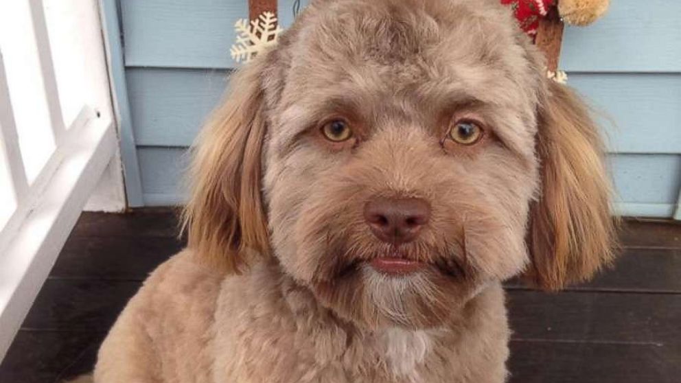 PHOTO: Yogi, a one-year-old shih poo, has become a viral internet sensation for his human-like features.