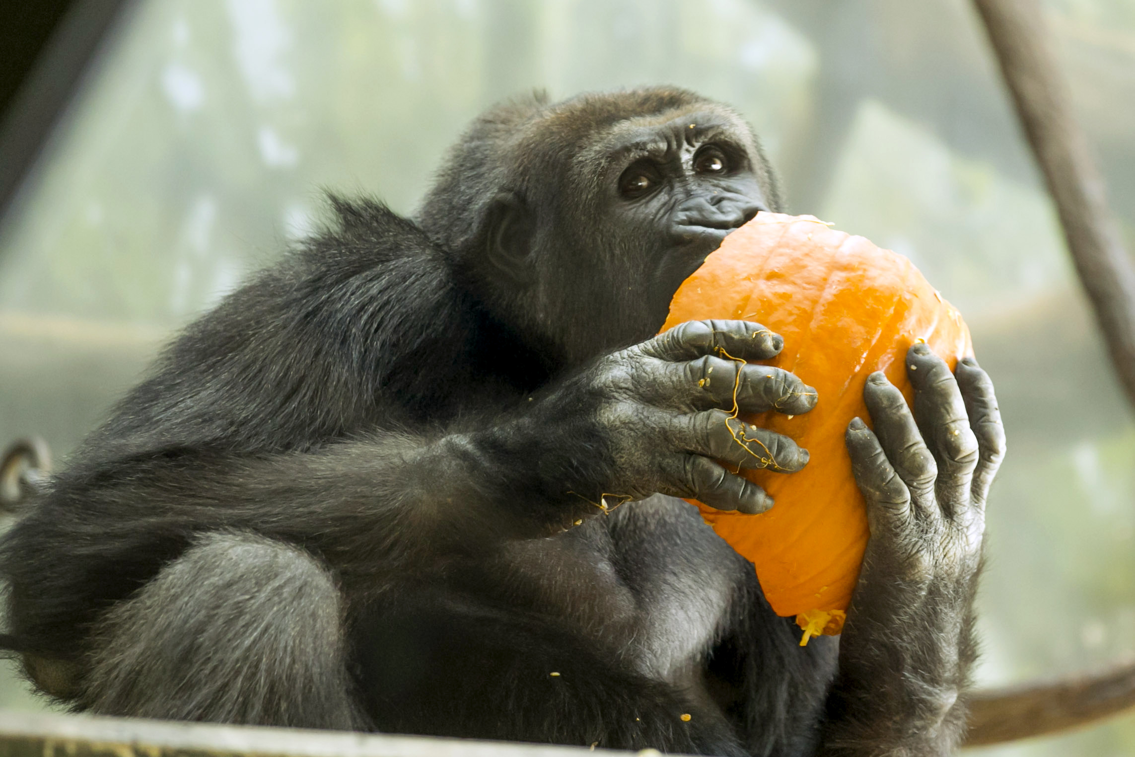 PHOTO: A western lowland gorilla bit into a pumpkin at the Lincoln Park Zoo in Chicago.