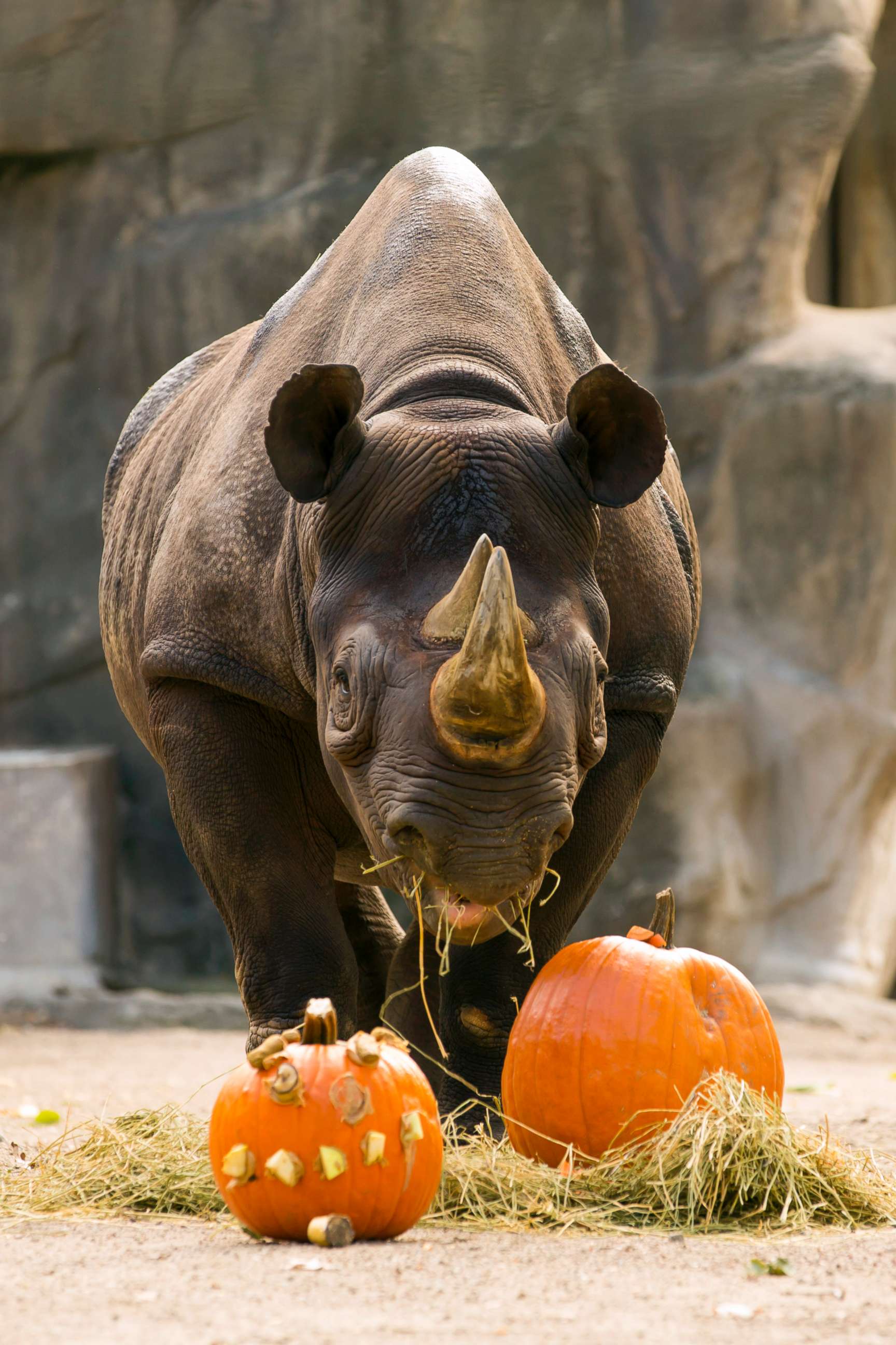 PHOTO: An eastern black rhino grazed pumpkins at the Lincoln Park Zoo in Chicago.