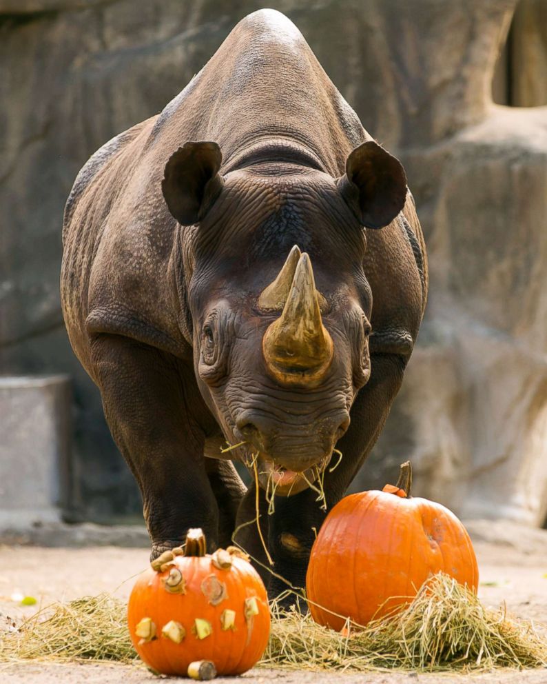 Zoo animals get in the Halloween spirit by smashing pumpkins, gourds