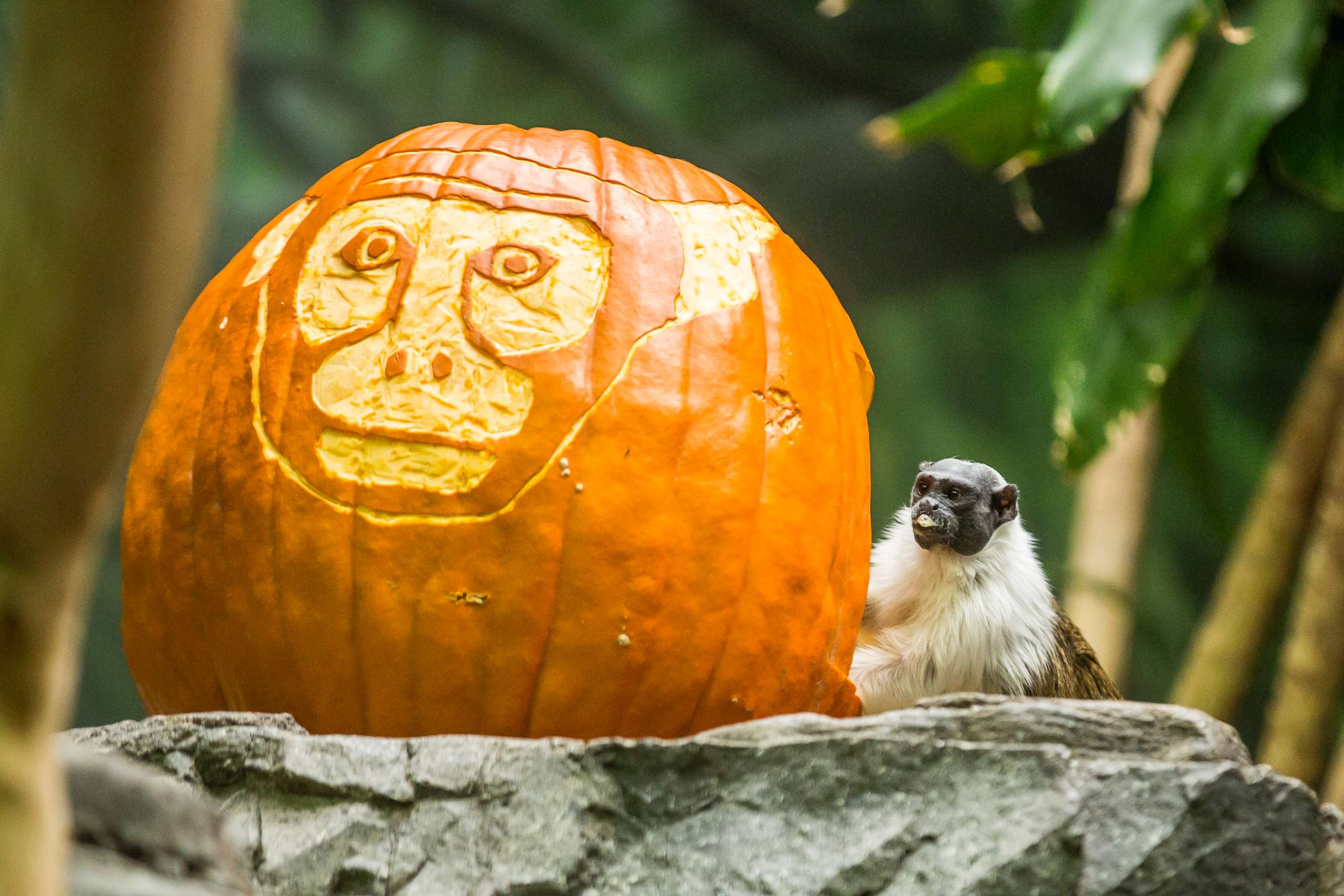 PHOTO: A pied tamarin posed next to a carved pumpkin at the Lincoln Park Zoo in Chicago.