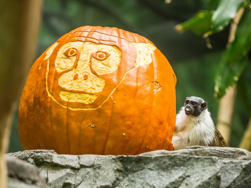 Zoo animals get in the Halloween spirit by smashing pumpkins, gourds