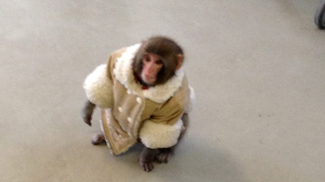 The IKEA monkey meme is now half a decade old