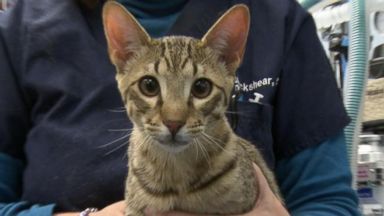 VIDEO: 'Hypoallergenic' Cats: Real Deal or Just Hype?