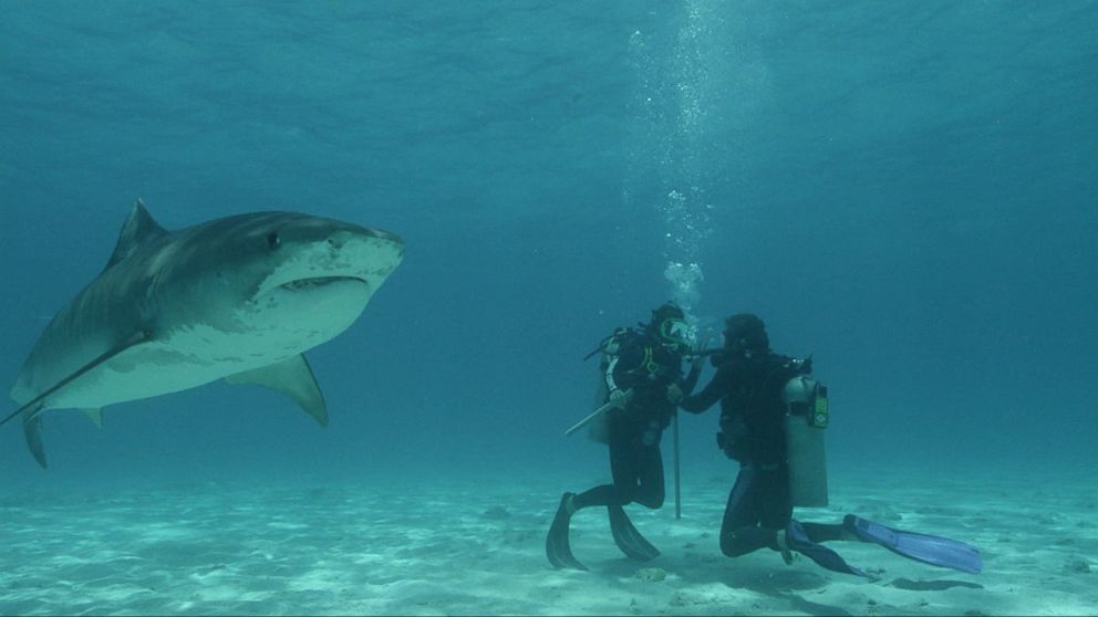 Nightline: Diving with Tiger Sharks -- Without a Cage Video - ABC News