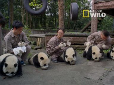 Where Pandas Learn How to Be Pandas